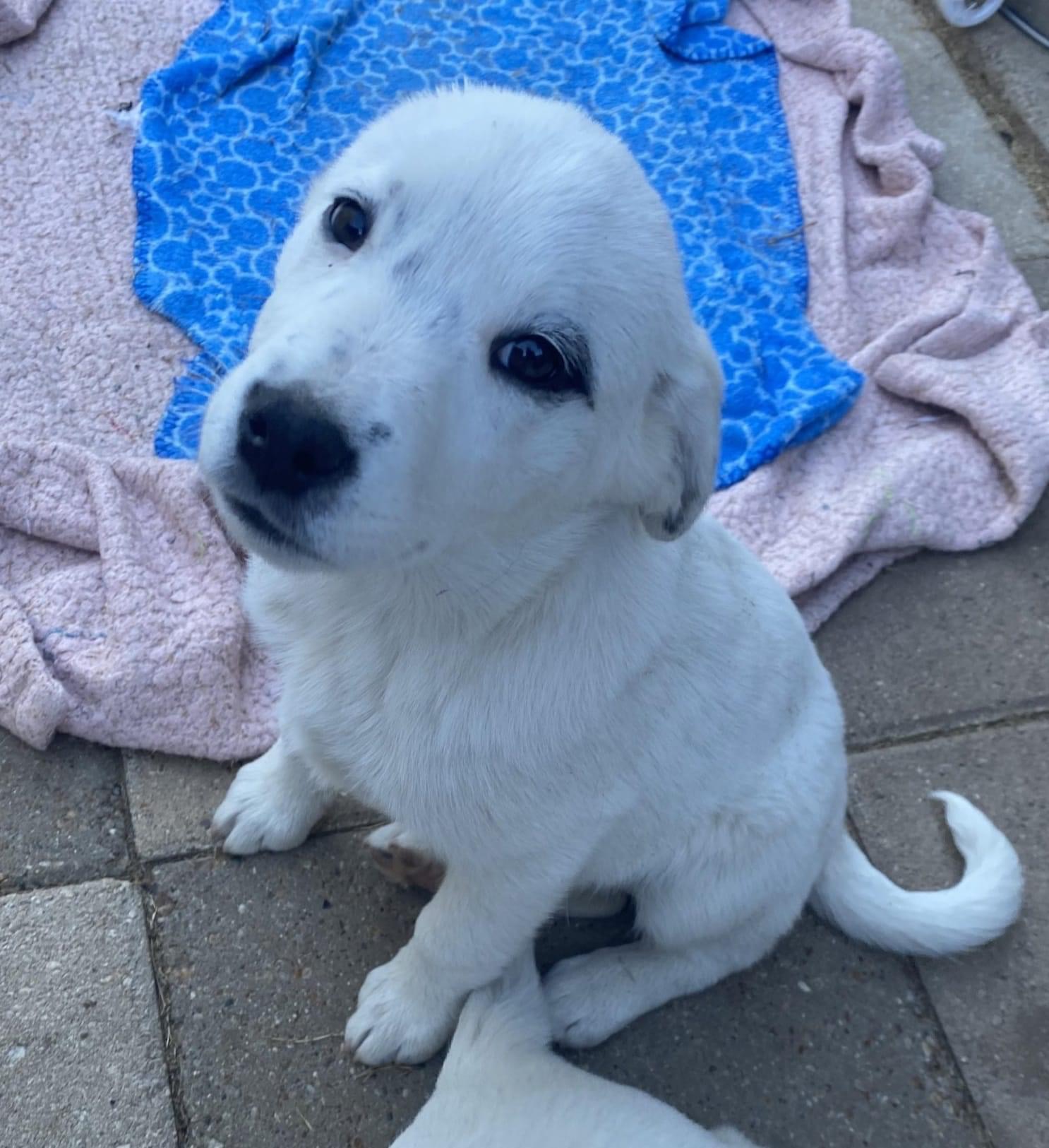 Enlarge Toby Keith, a Adoptable Australian Cattle Dog / Blue Heeler in San Angelo, TX image 2/3