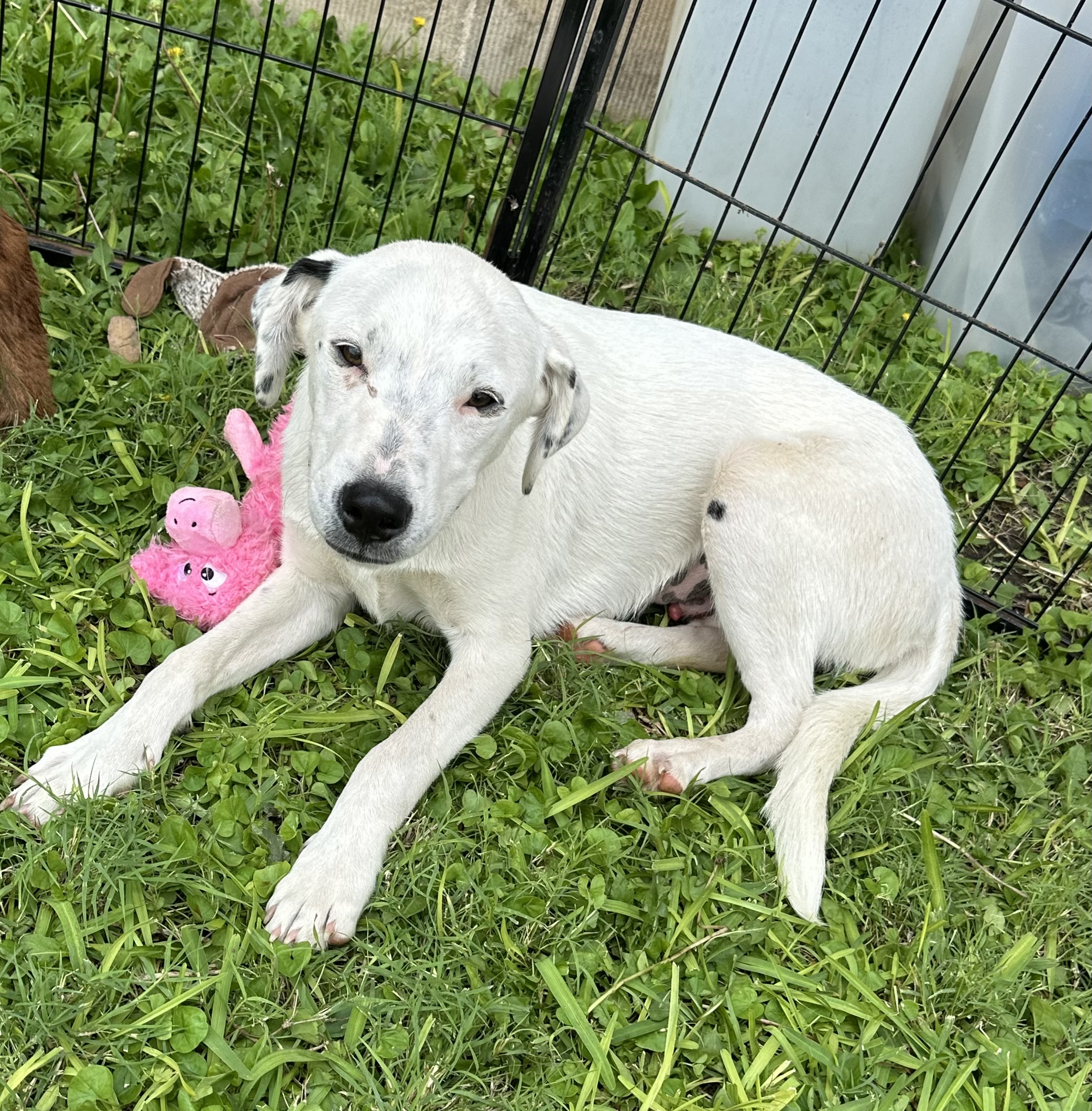 Enlarge Toby Keith, a Adoptable Australian Cattle Dog / Blue Heeler in San Angelo, TX image 3/3