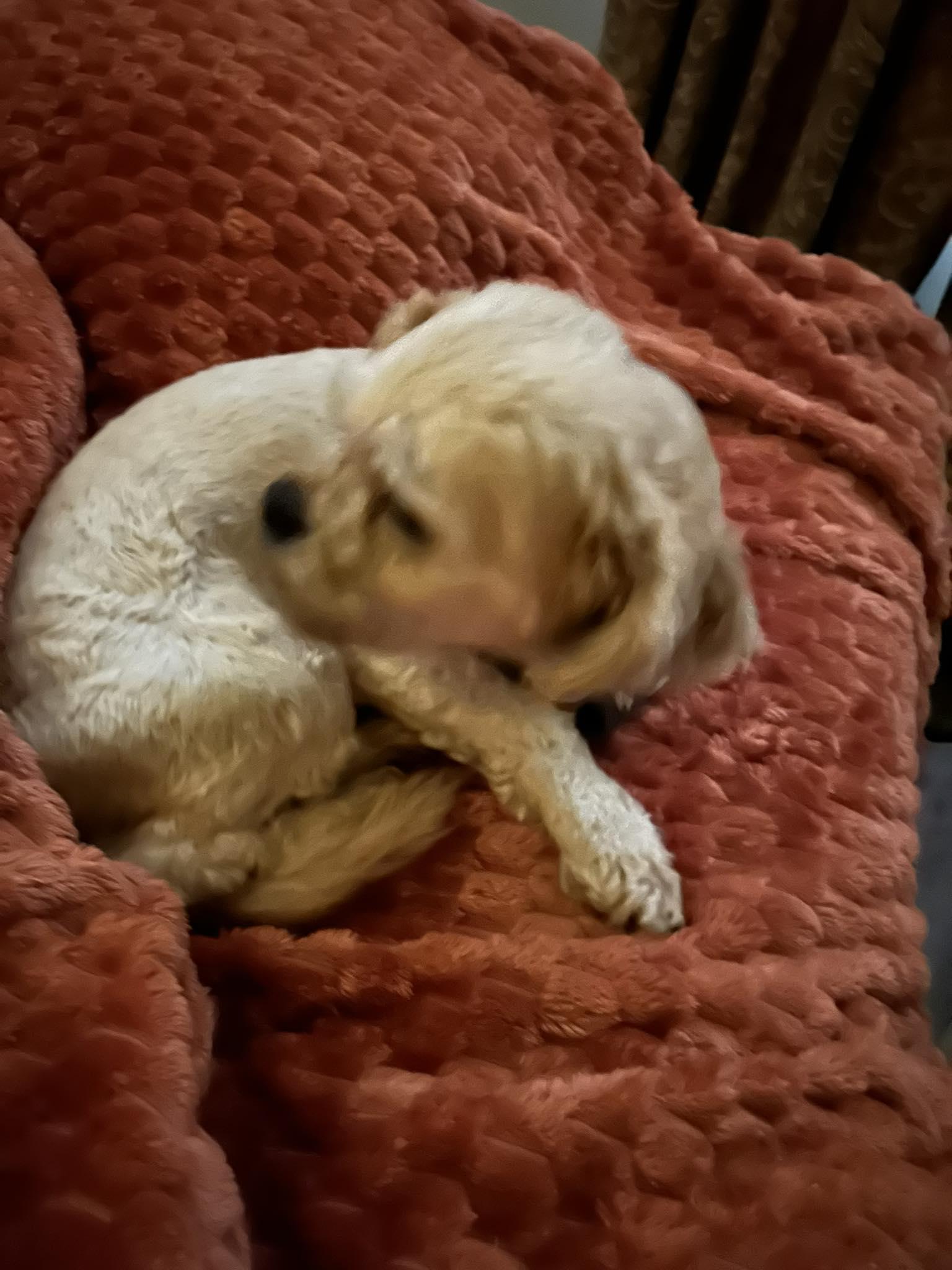 Fergus