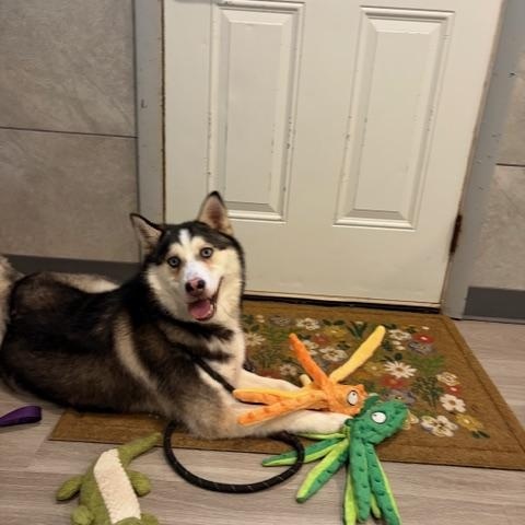 Enlarge Bluey, a Adoptable Pomsky in Hummelstown, PA image 4/4