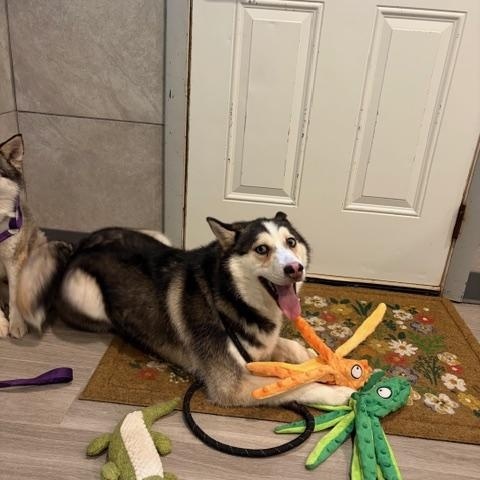 Enlarge Bluey, a Adoptable Pomsky in Hummelstown, PA image 2/4
