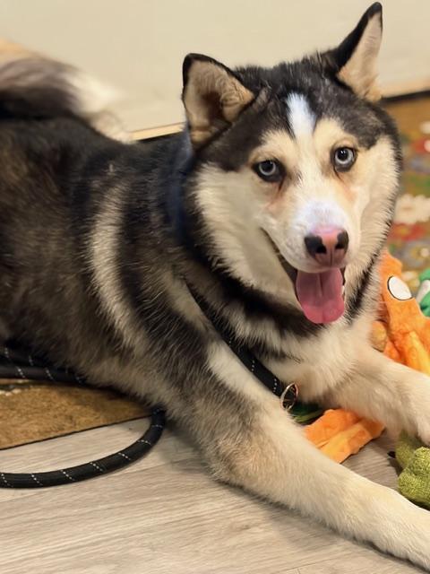Bluey, Adoptable, Puppy Male Pomsky.