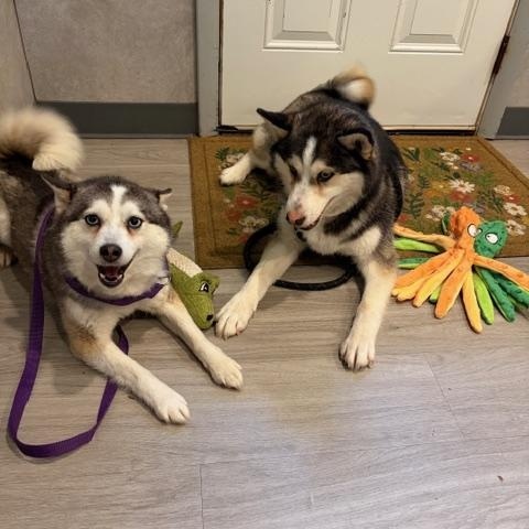 Enlarge Bluey, a Adoptable Pomsky in Hummelstown, PA image 3/4
