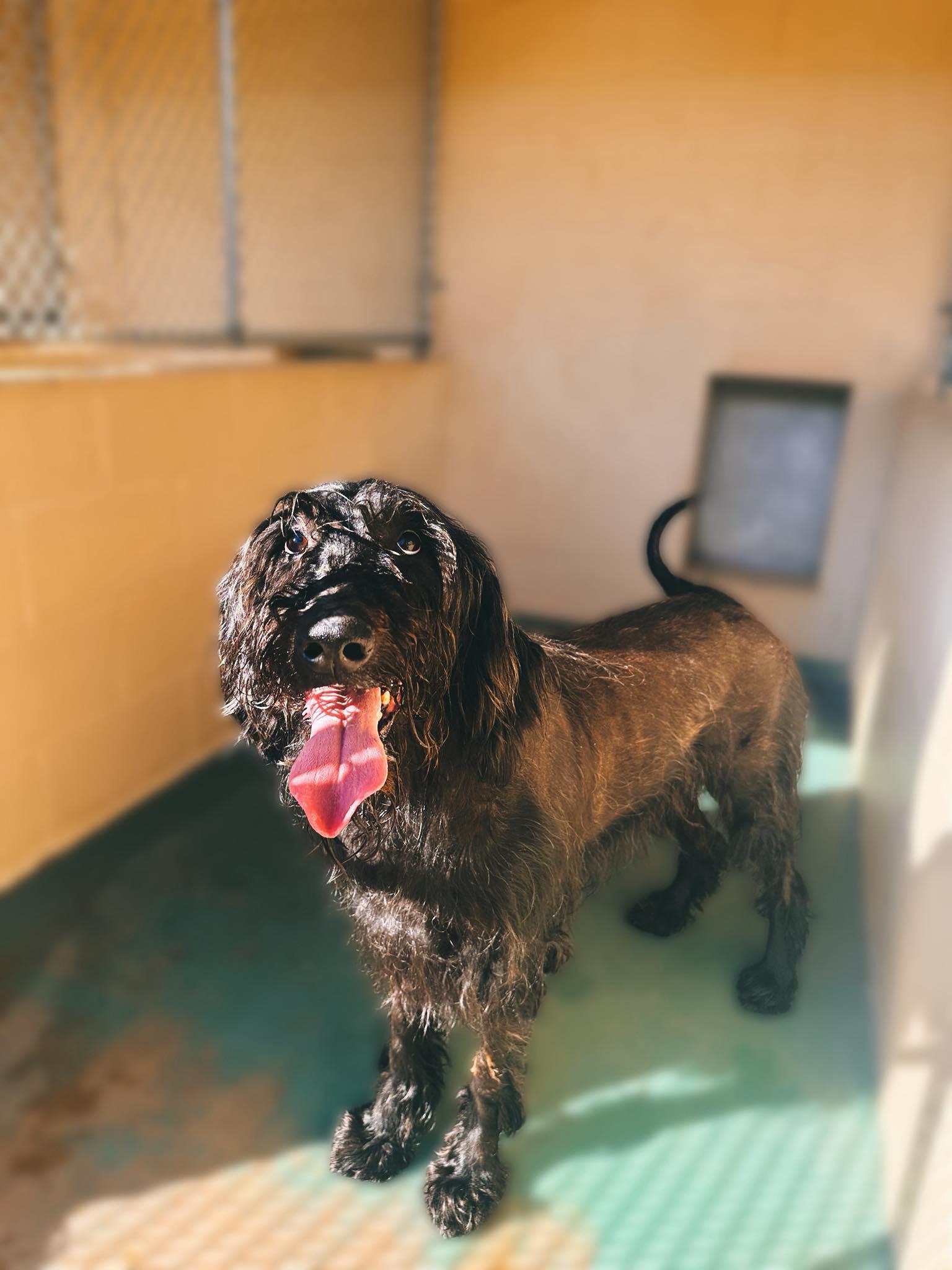 Chucky, an adoptable Labradoodle in Jackson, MS, 39204 | Photo Image 1