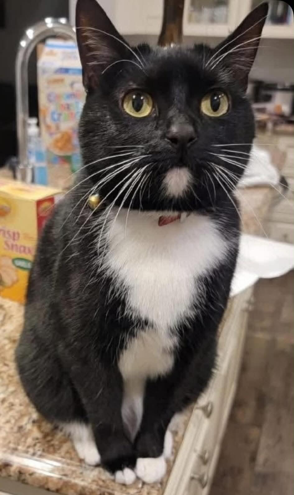 Ella Mae, a ADOPTABLE Domestic Short Hair in Woodmere, NY image 2/2