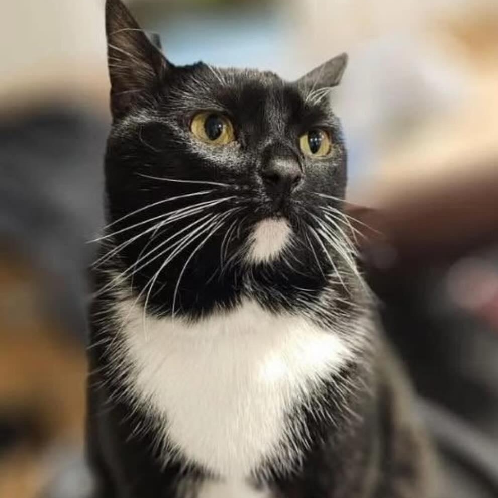 Ella Mae, ADOPTABLE, Adult Female Domestic Short Hair.