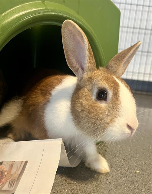 ZAPP, Adoptable, Young Male Bunny Rabbit.