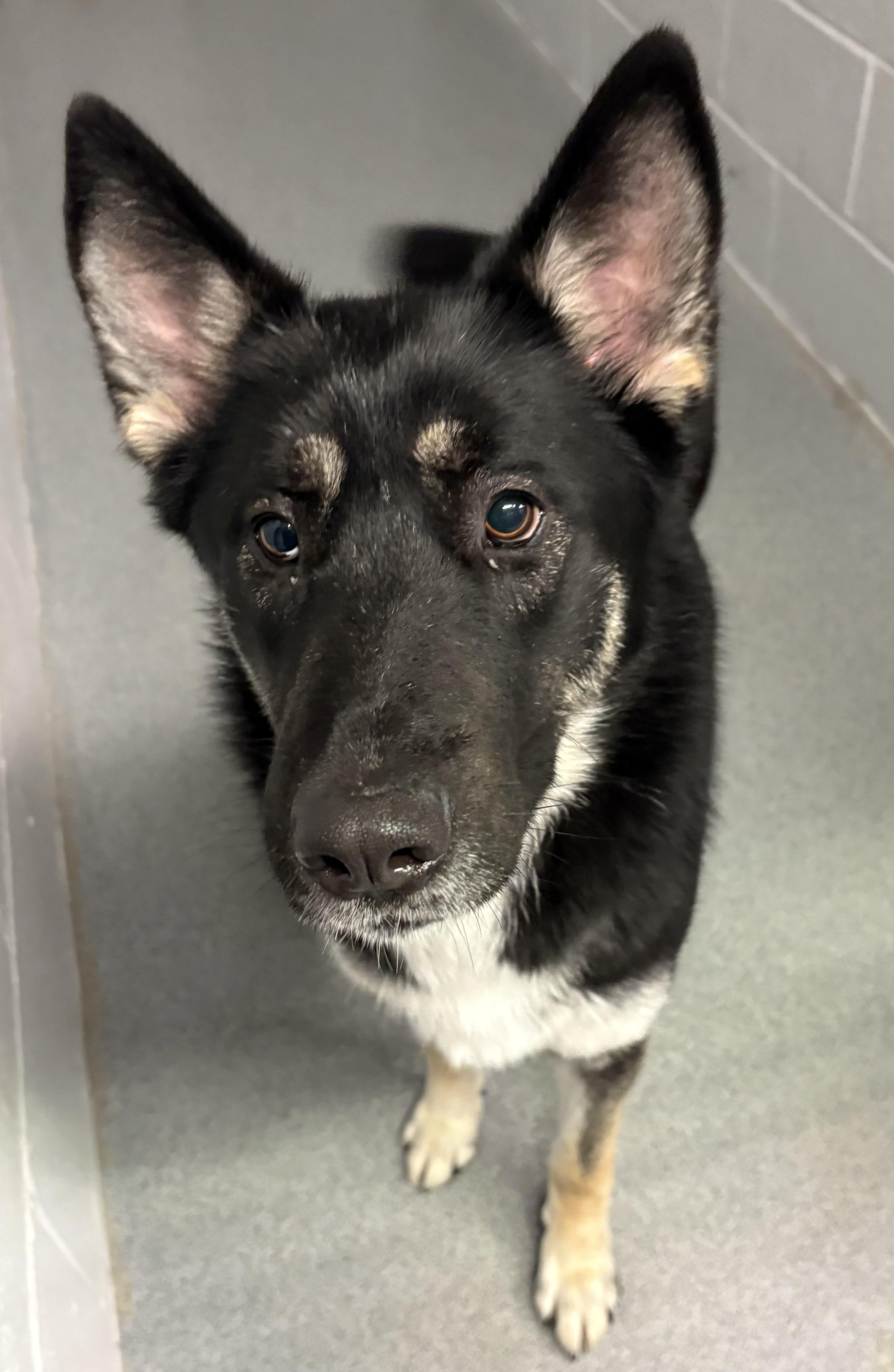 Enlarge Wolfie, a ADOPTABLE mixed breed in Watertown, CT image 2/3