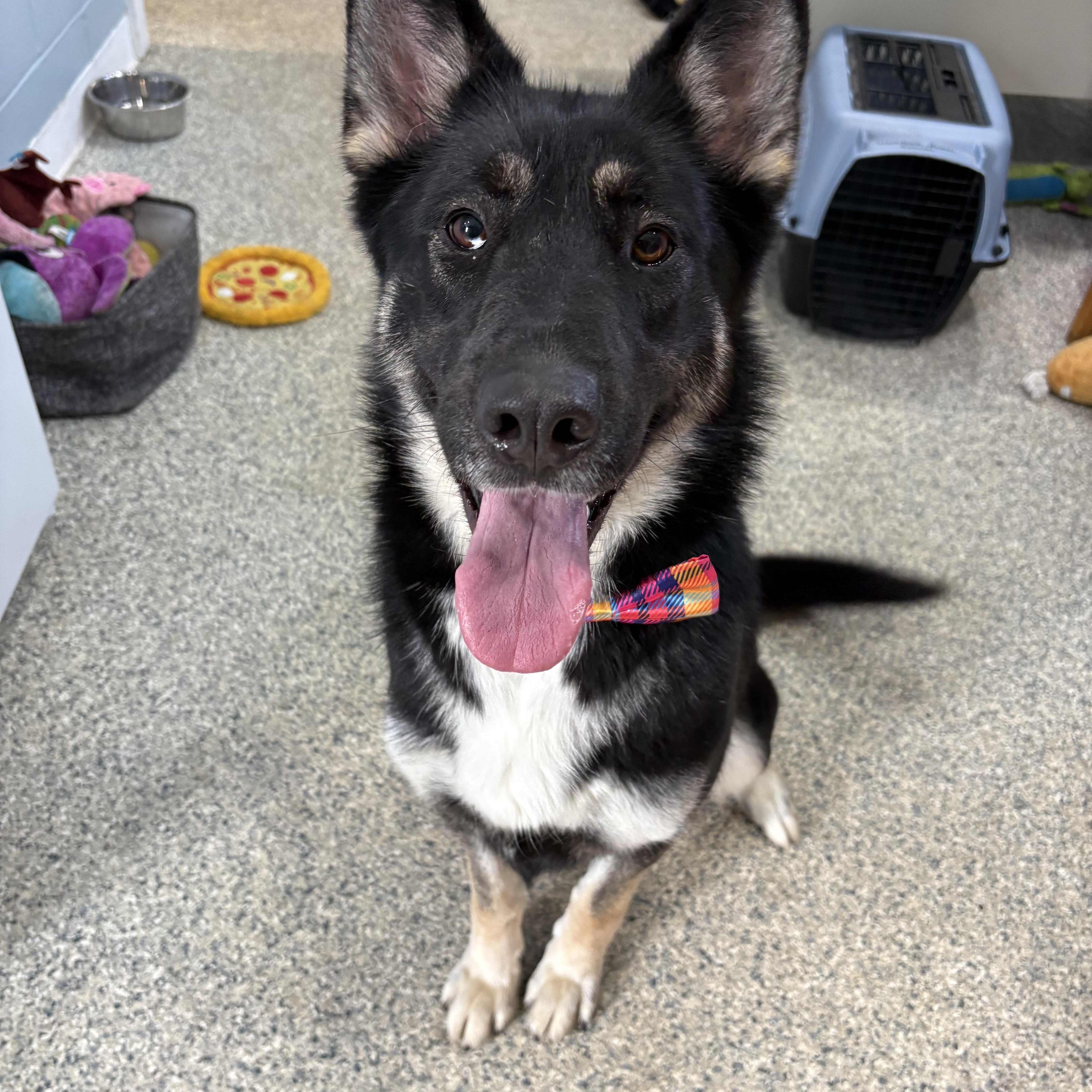 Enlarge Wolfie, a ADOPTABLE mixed breed in Watertown, CT image 1/3