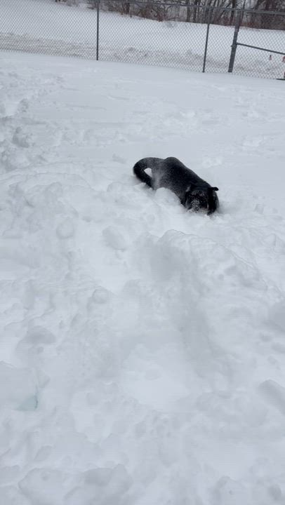 Enlarge Wolfie, a ADOPTABLE mixed breed in Watertown, CT video 3/3