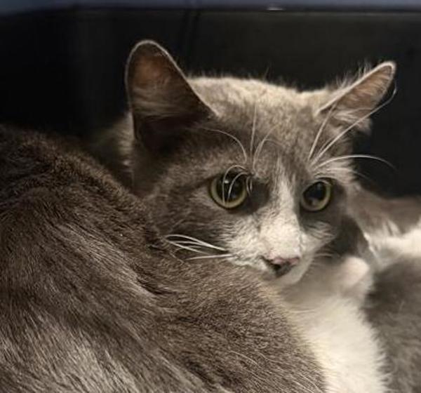 Enlarge Sienna, a Adoptable mixed breed in Escondido, CA image 1/1
