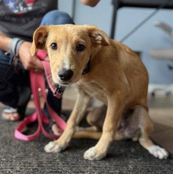 Delilah, a Adoptable mixed breed in Lake Hopatcong, NJ image 2/2