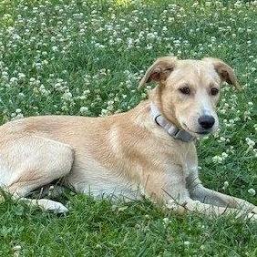 Delilah, a Adoptable mixed breed in Lake Hopatcong, NJ image 1/2