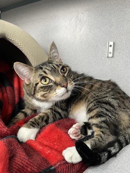 Enlarge Smokey (bonded With Pokey - In Foster), a Adoptable mixed breed in Skillman, NJ image 1/5