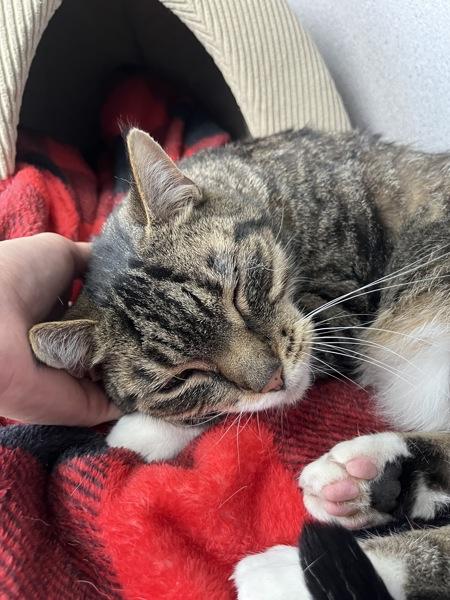 Enlarge Smokey (bonded With Pokey - In Foster), a Adoptable mixed breed in Skillman, NJ image 2/5