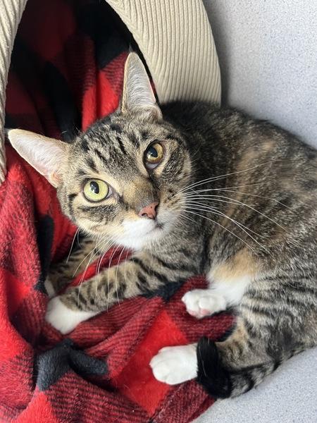 Enlarge Smokey (bonded With Pokey - In Foster), a Adoptable mixed breed in Skillman, NJ image 3/5