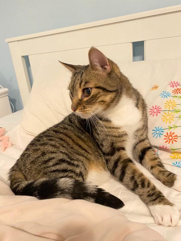 Enlarge Smokey (bonded With Pokey - In Foster), a Adoptable mixed breed in Skillman, NJ image 4/5