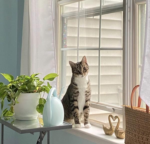 Enlarge Smokey (bonded With Pokey - In Foster), a Adoptable mixed breed in Skillman, NJ image 5/5