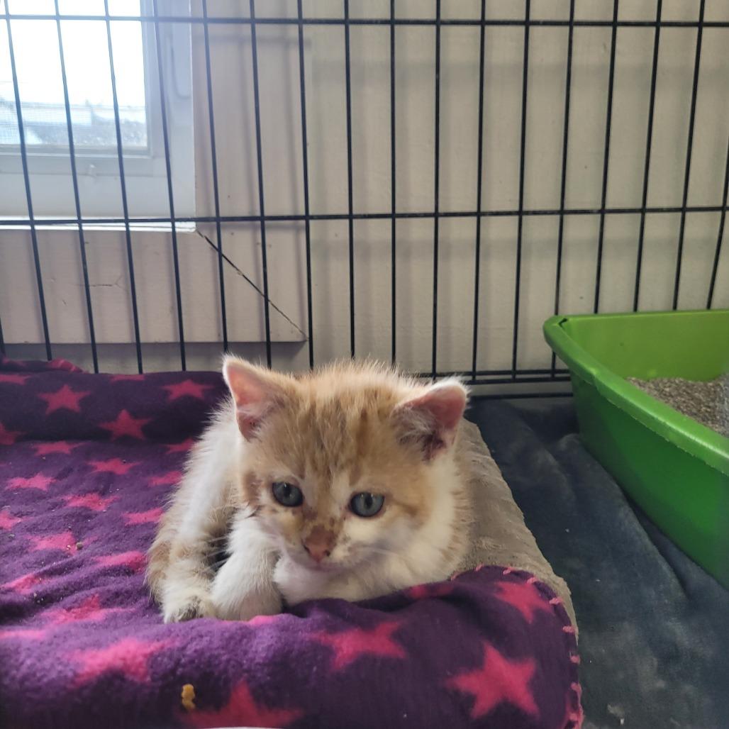 Kendall, Adoptable, Young Male Domestic Short Hair.