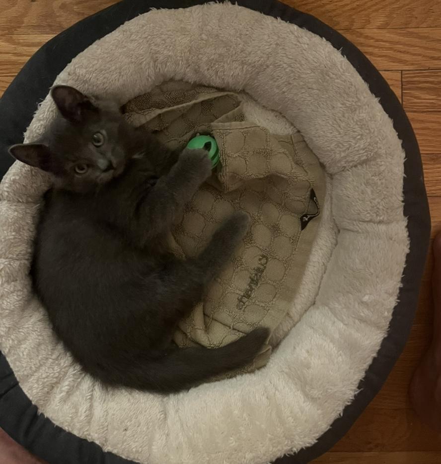 Enlarge Persil (FA/FF), a Adoptable Domestic Short Hair in Sainte-Angele-de-Monnoir, QC image 3/4