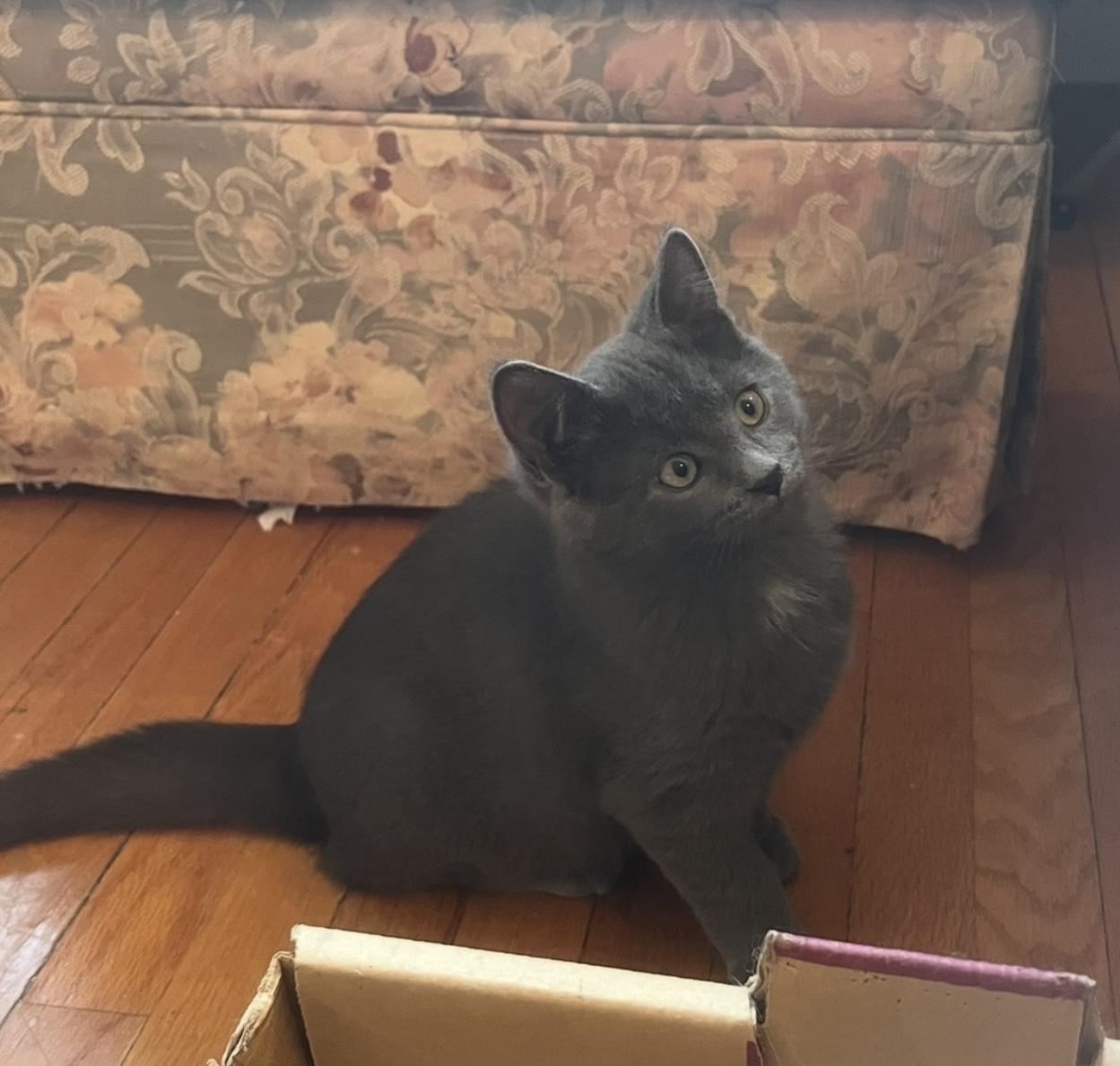 Persil (FA/FF), Adoptable, Kitten Male Domestic Short Hair.