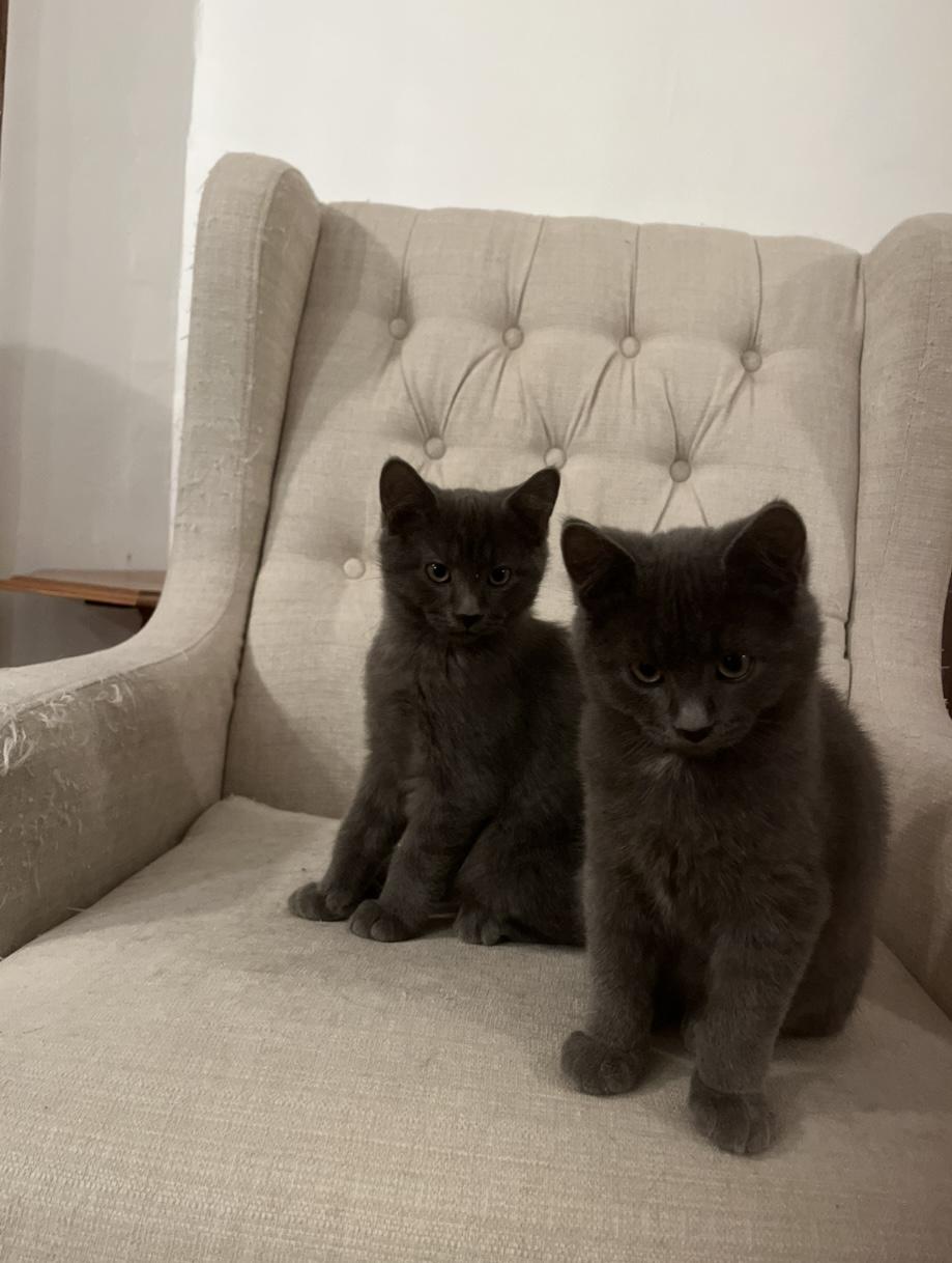 Enlarge Persil (FA/FF), a Adoptable Domestic Short Hair in Sainte-Angele-de-Monnoir, QC image 4/4