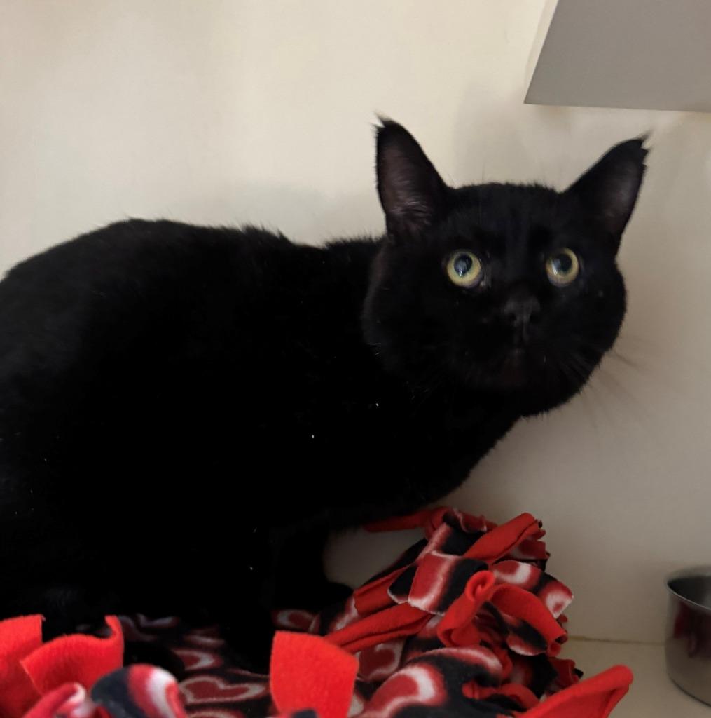 Enlarge BLUEY, a Adoptable mixed breed in Hastings, MI image 1/1