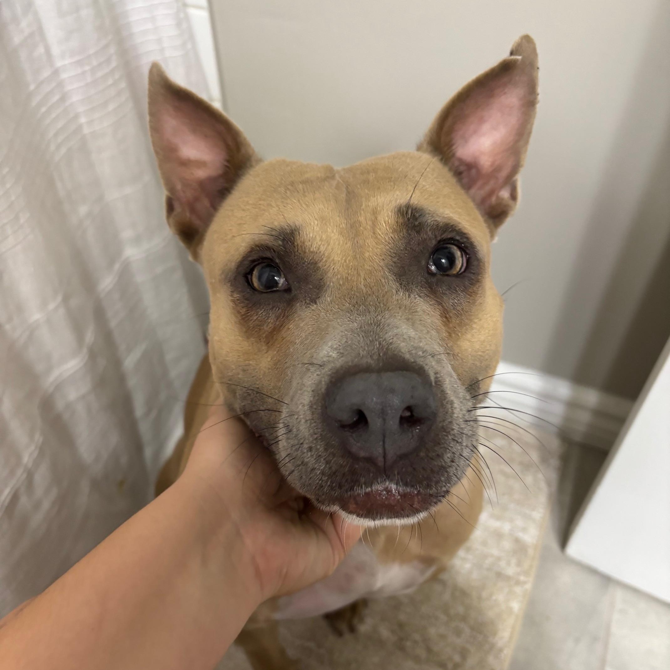 Enlarge Honeybun, a Adopted mixed breed in KITCHENER, ON image 5/6