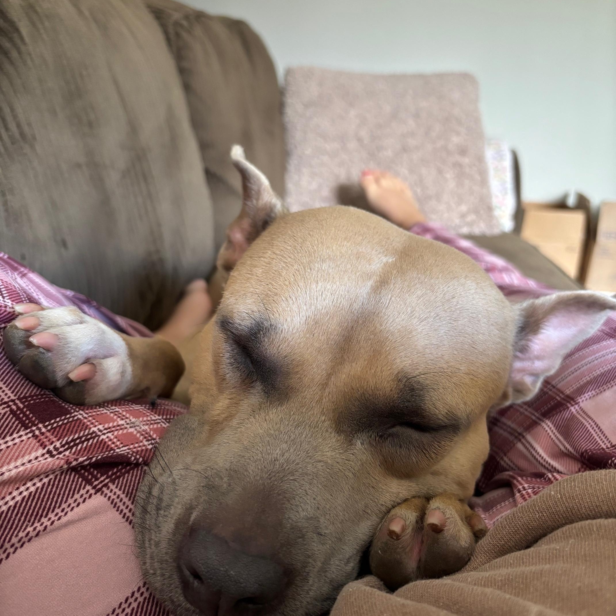 Enlarge Honeybun, a Adopted mixed breed in KITCHENER, ON image 6/6