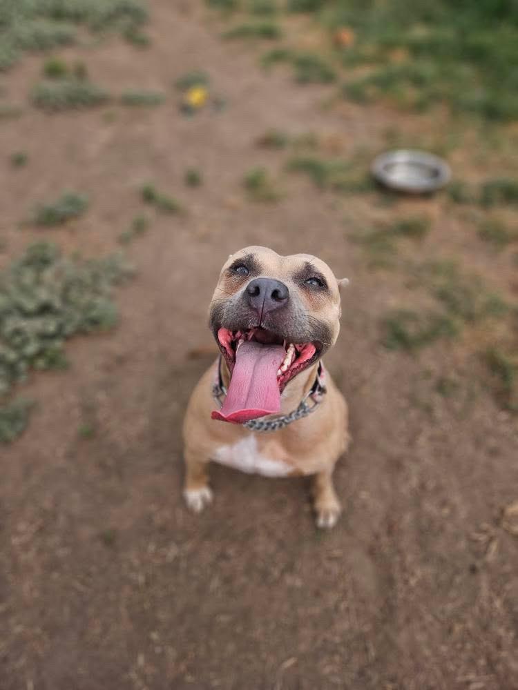Enlarge Honeybun, a Adopted mixed breed in KITCHENER, ON image 2/6
