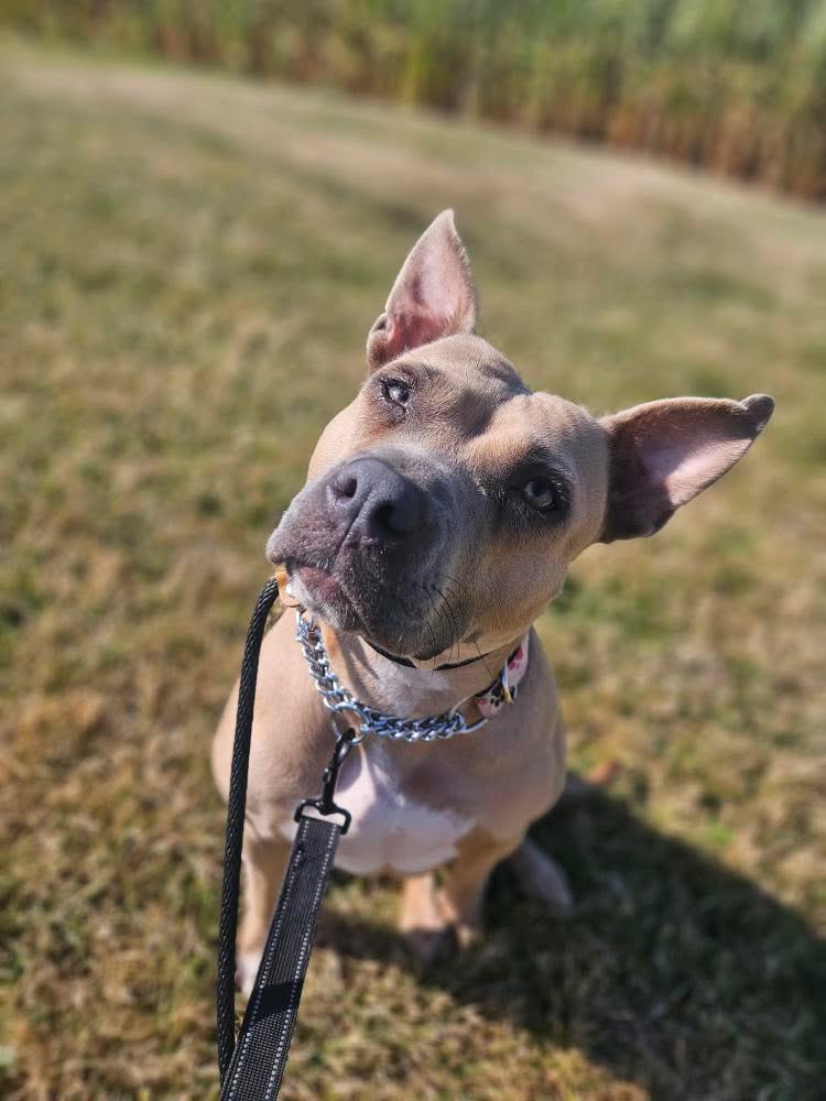 Enlarge Honeybun, a Adopted mixed breed in KITCHENER, ON image 4/6