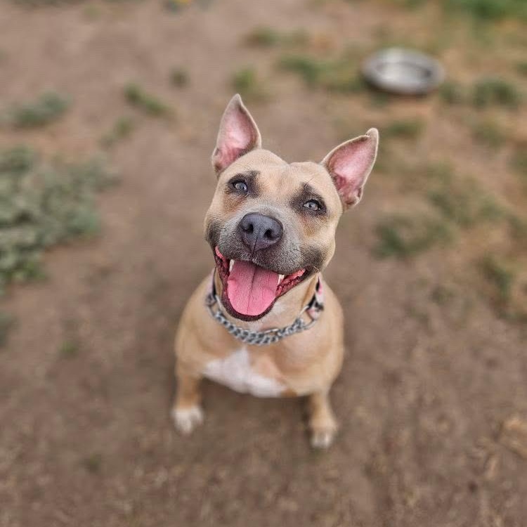 Enlarge Honeybun, a Adopted mixed breed in KITCHENER, ON image 1/6