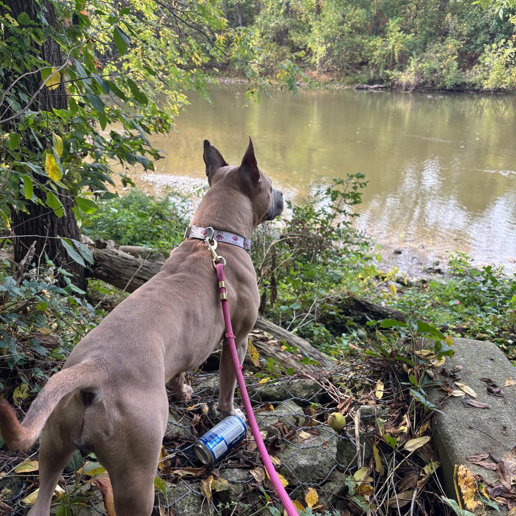 Enlarge Honeybun, a Adopted mixed breed in KITCHENER, ON image 3/6