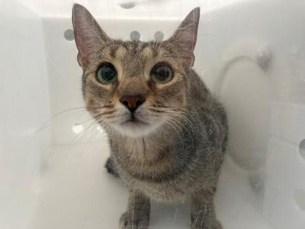 Pawmpkin, Adoptable, Young Female Domestic Short Hair.