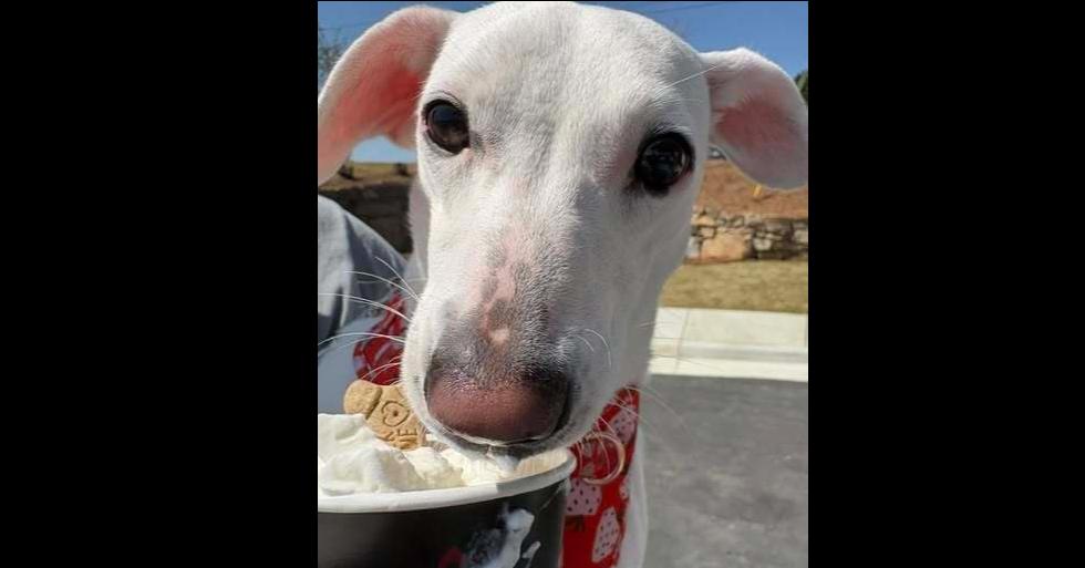 POPPI, Adoptable, Young Female Terrier & Mixed Breed.