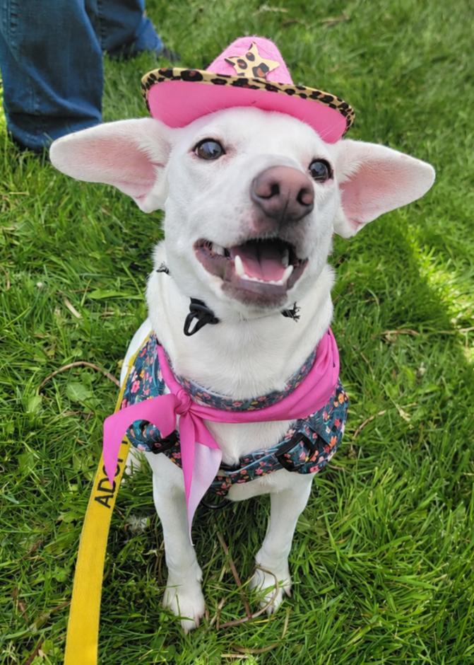 Enlarge POPPI, a Adoptable mixed breed in Thompson, PA image 2/5