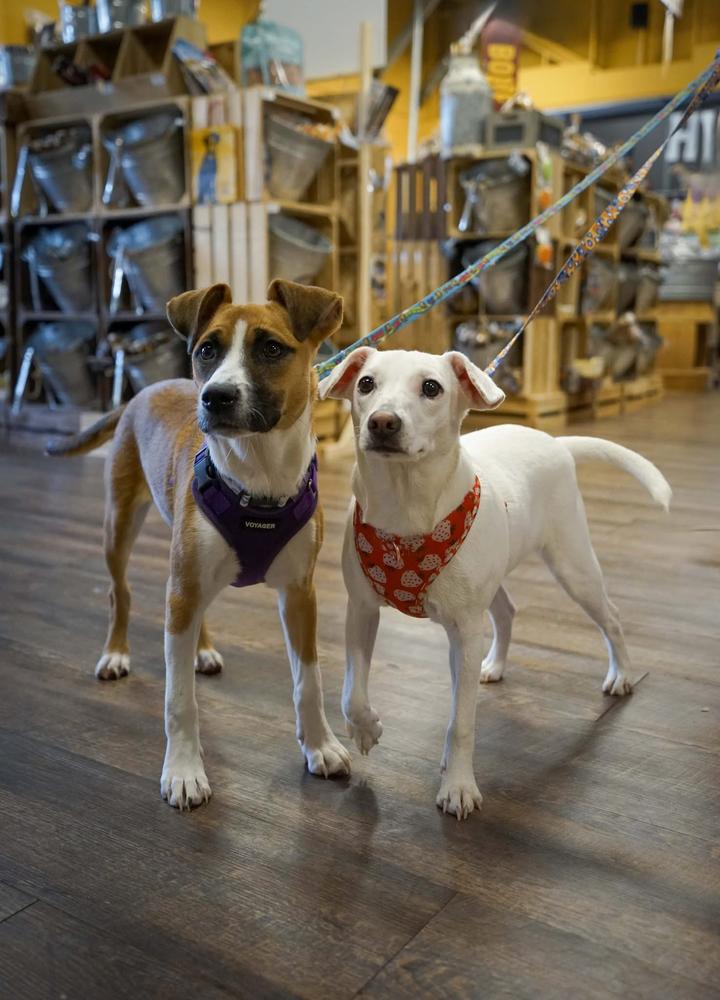 Enlarge POPPI, a Adoptable mixed breed in Thompson, PA image 4/5