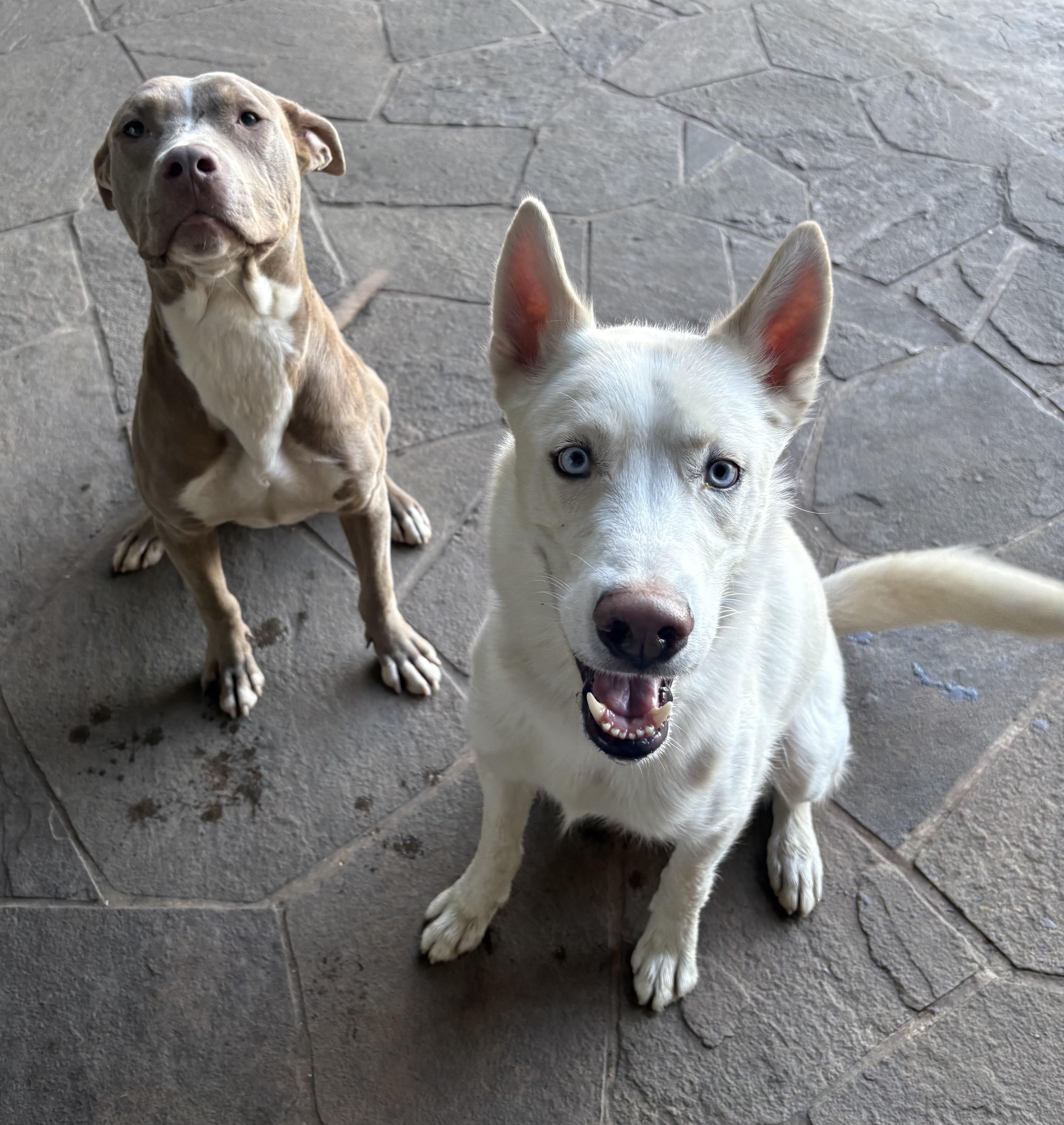 Enlarge Kronk, an adopted mixed breed in Lavon, TX image 2/6