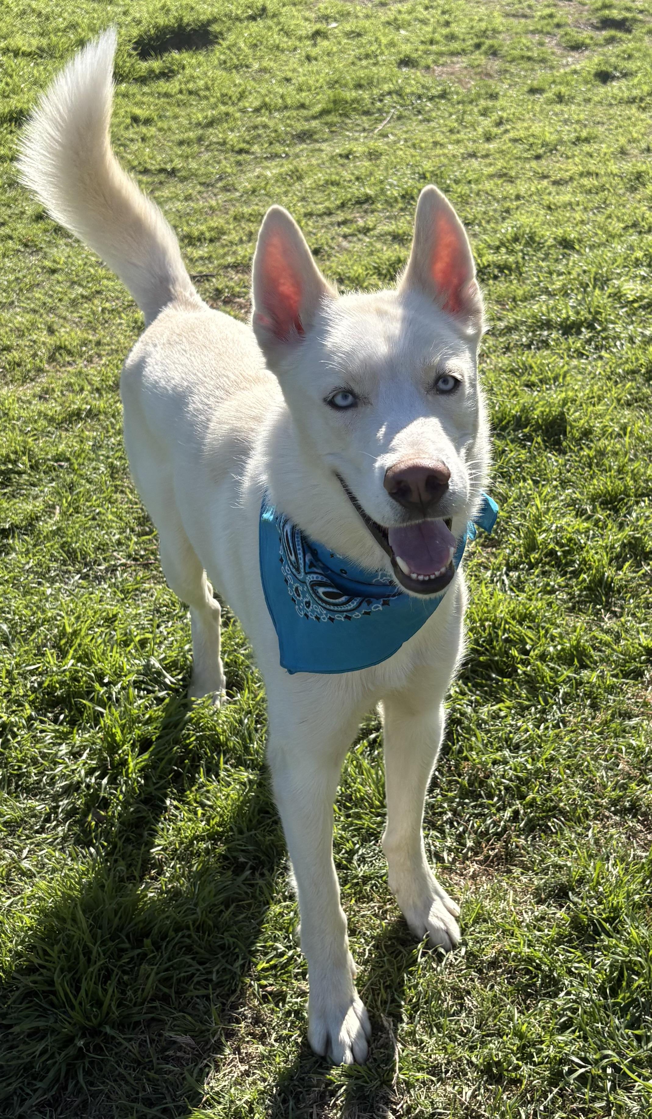 Kronk, adopted, Young Male Husky.