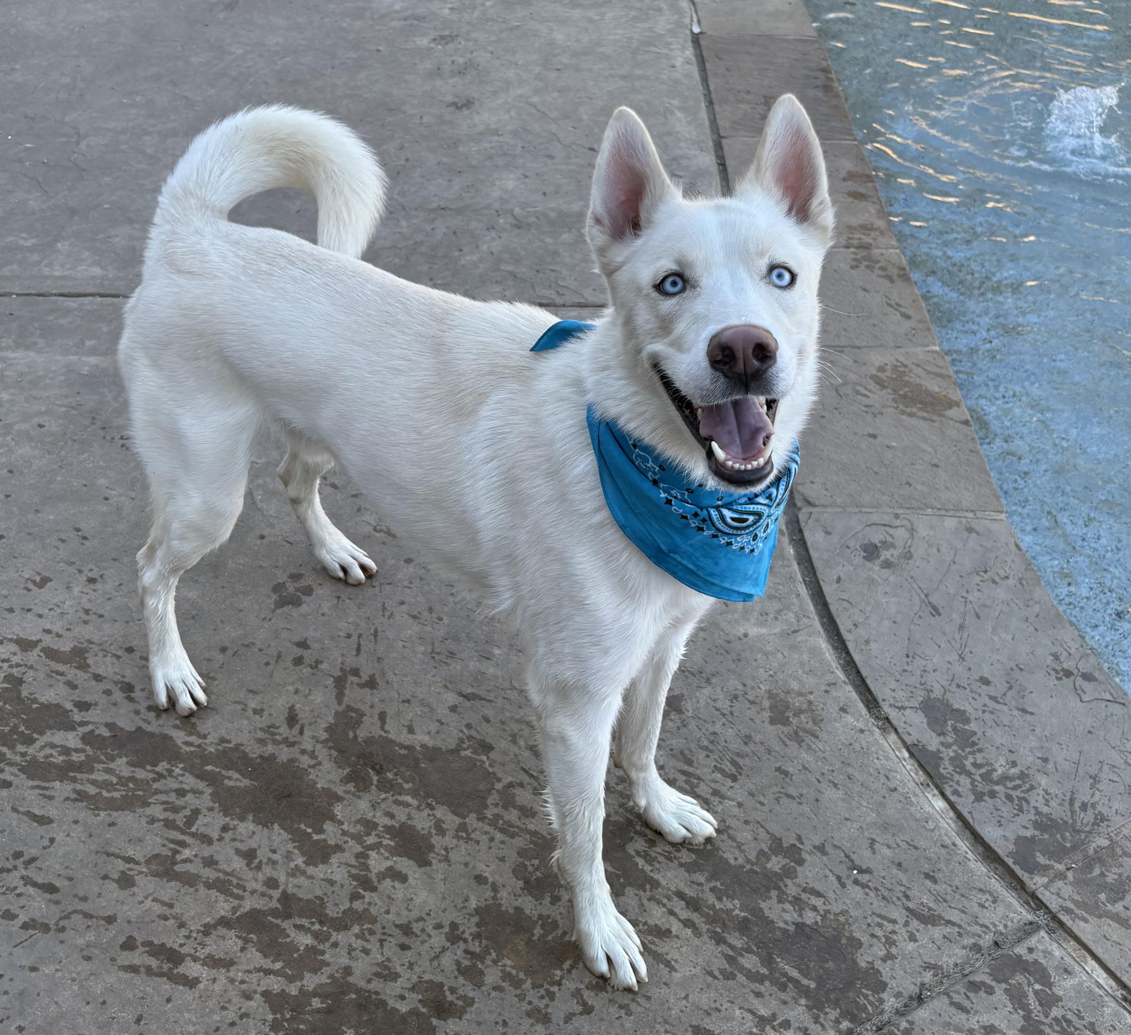 Enlarge Kronk, an adopted mixed breed in Lavon, TX image 4/6