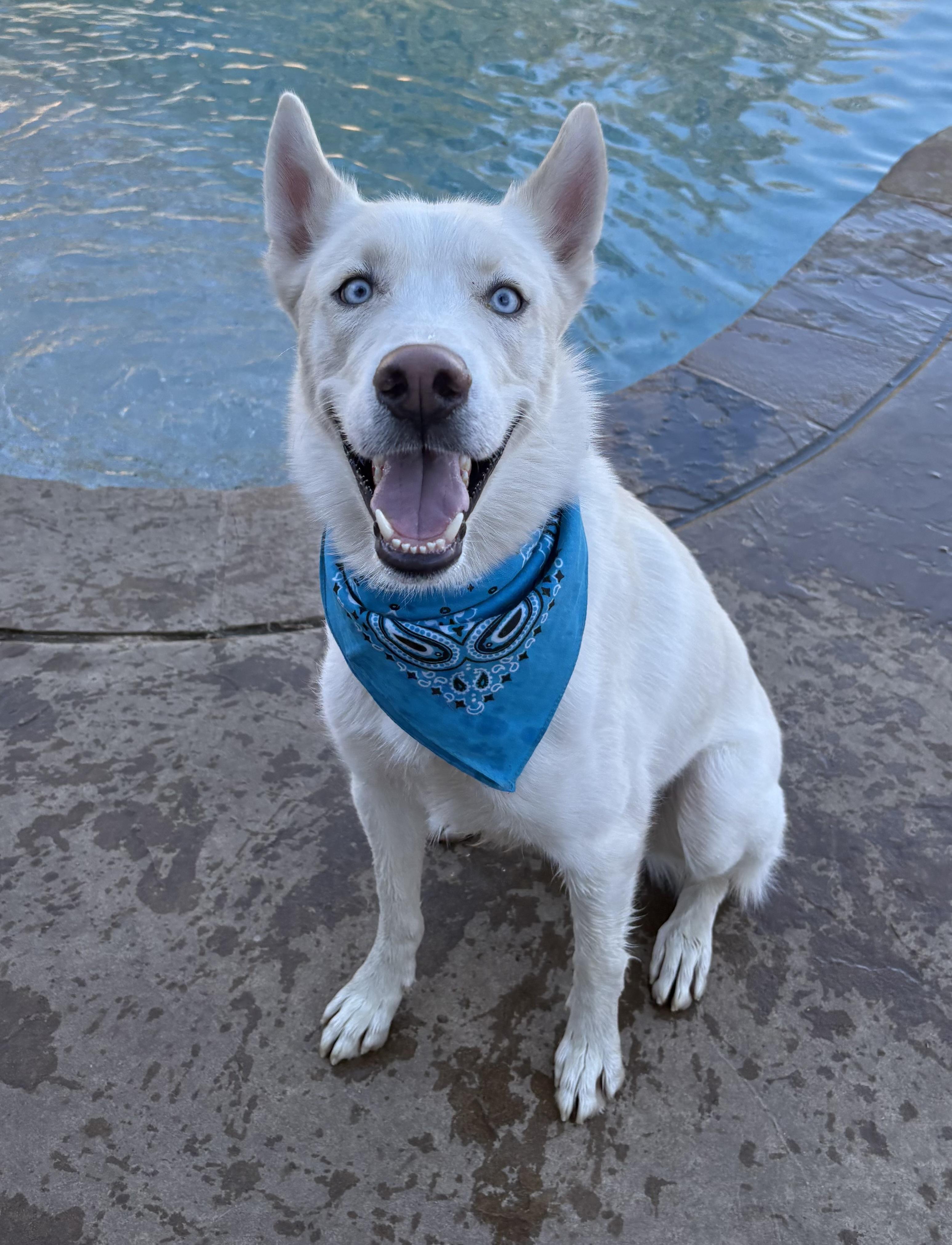 Enlarge Kronk, an adopted mixed breed in Lavon, TX image 6/6