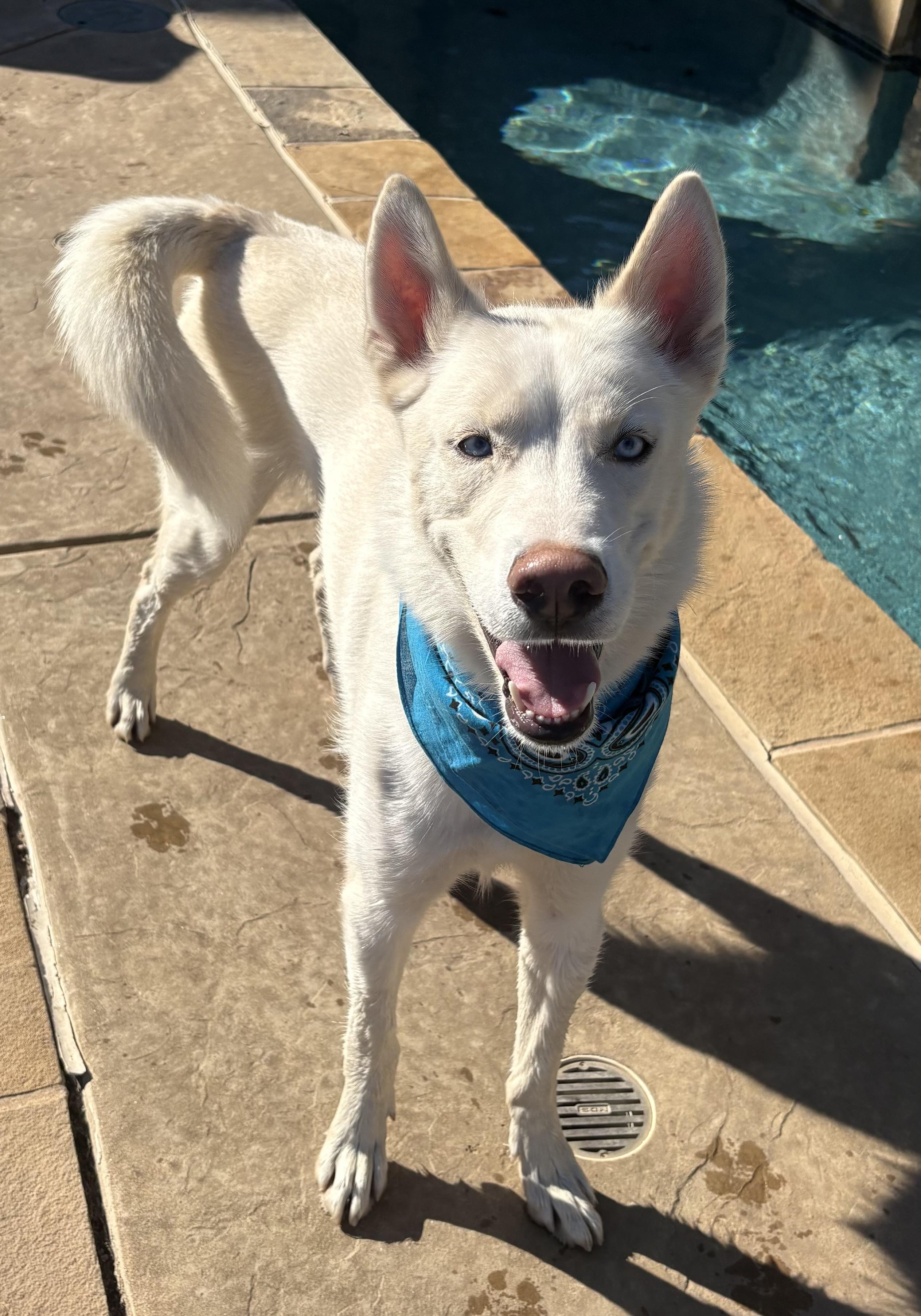 Enlarge Kronk, an adopted mixed breed in Lavon, TX image 3/6