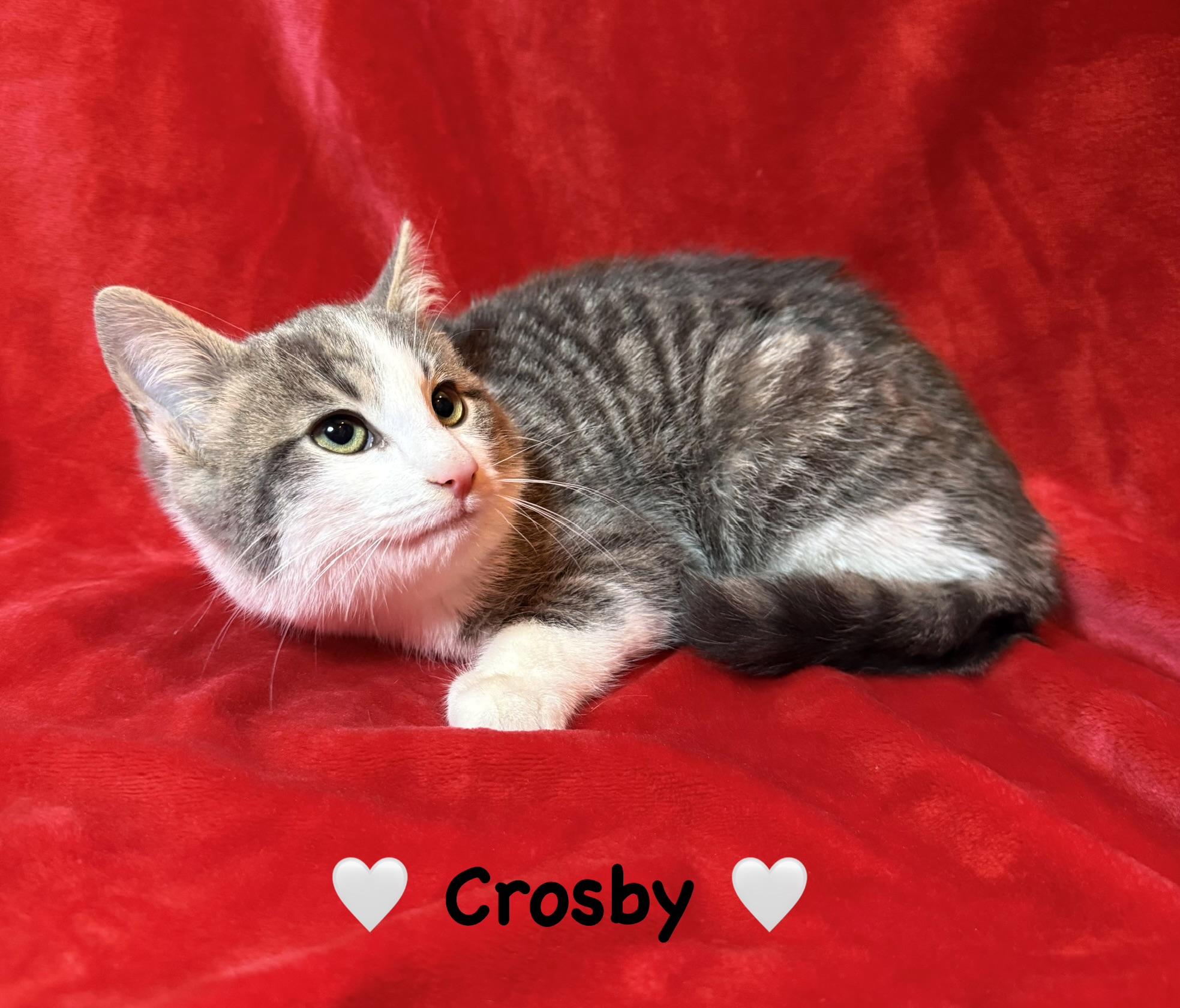 Enlarge Crosby , a ADOPTABLE Domestic Short Hair in Copley, OH image 2/2