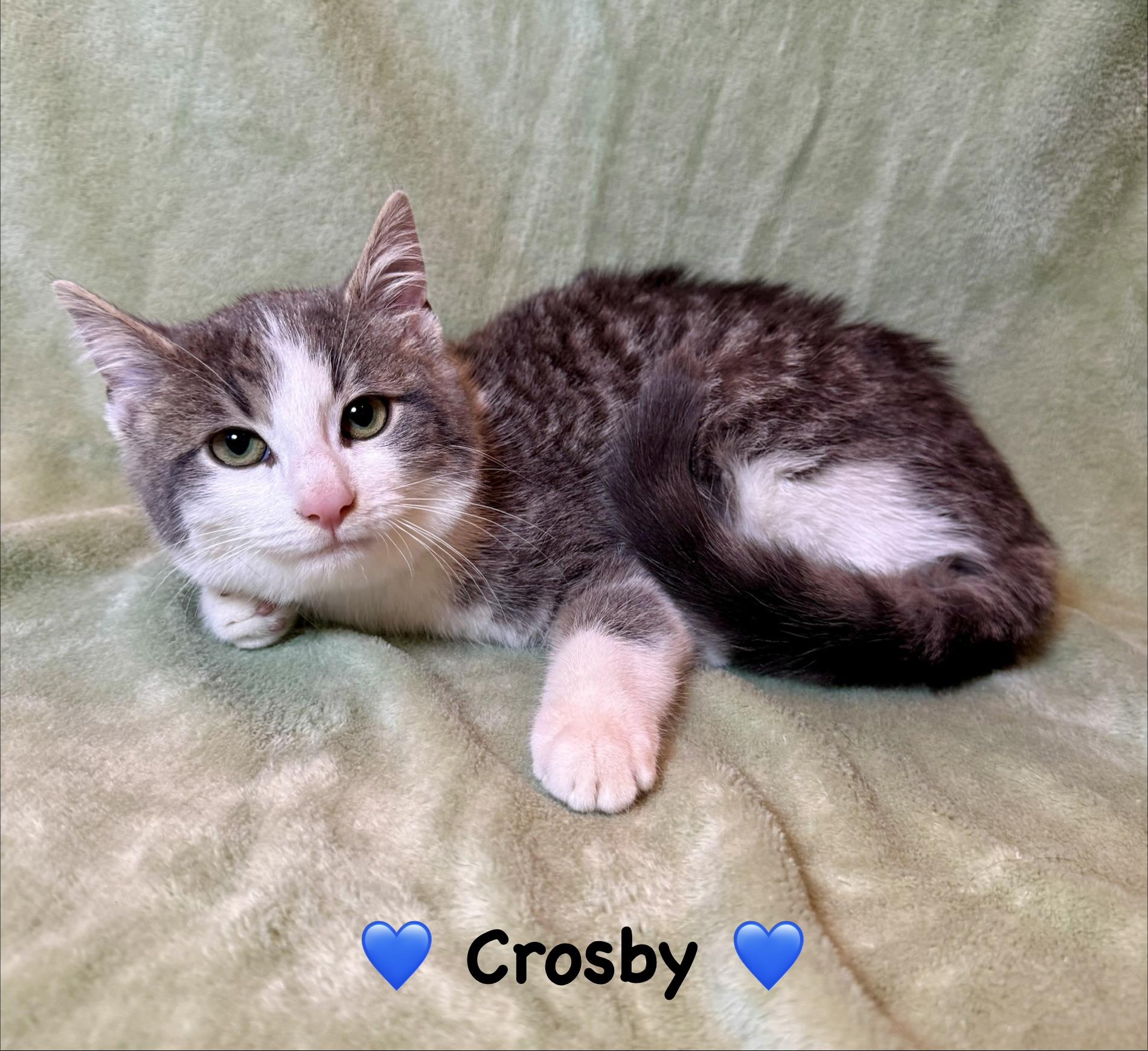Enlarge Crosby , a ADOPTABLE Domestic Short Hair in Copley, OH image 1/2