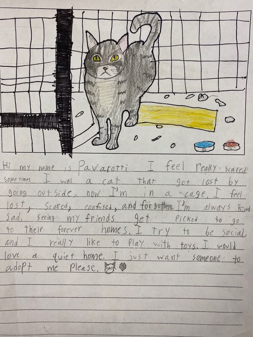 Enlarge Pavarotti, a Adoptable Domestic Short Hair in Okanogan, WA image 1/4