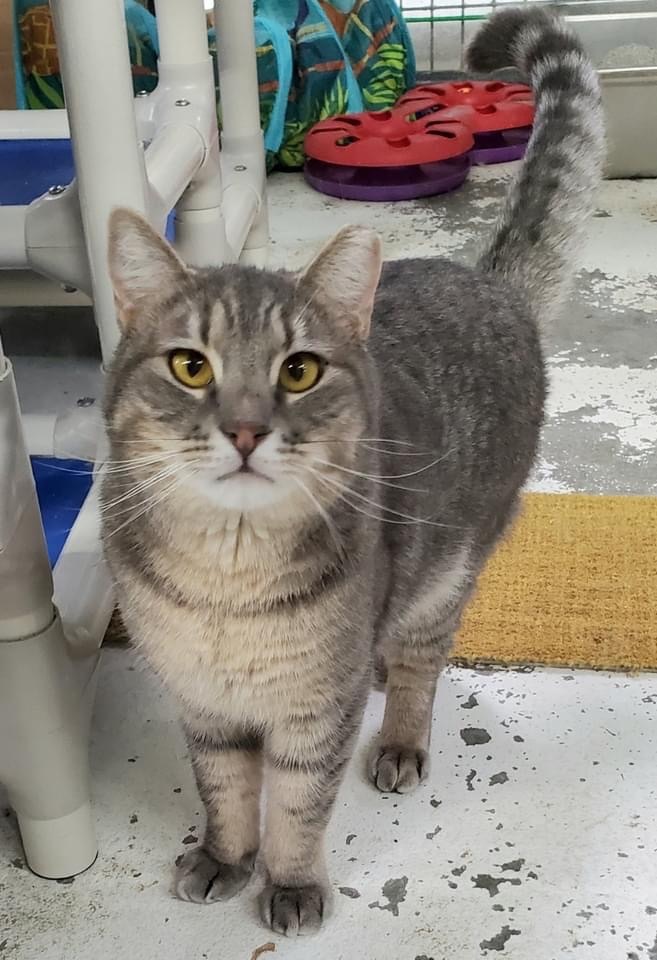 Enlarge Pavarotti, a Adoptable Domestic Short Hair in Okanogan, WA image 2/4