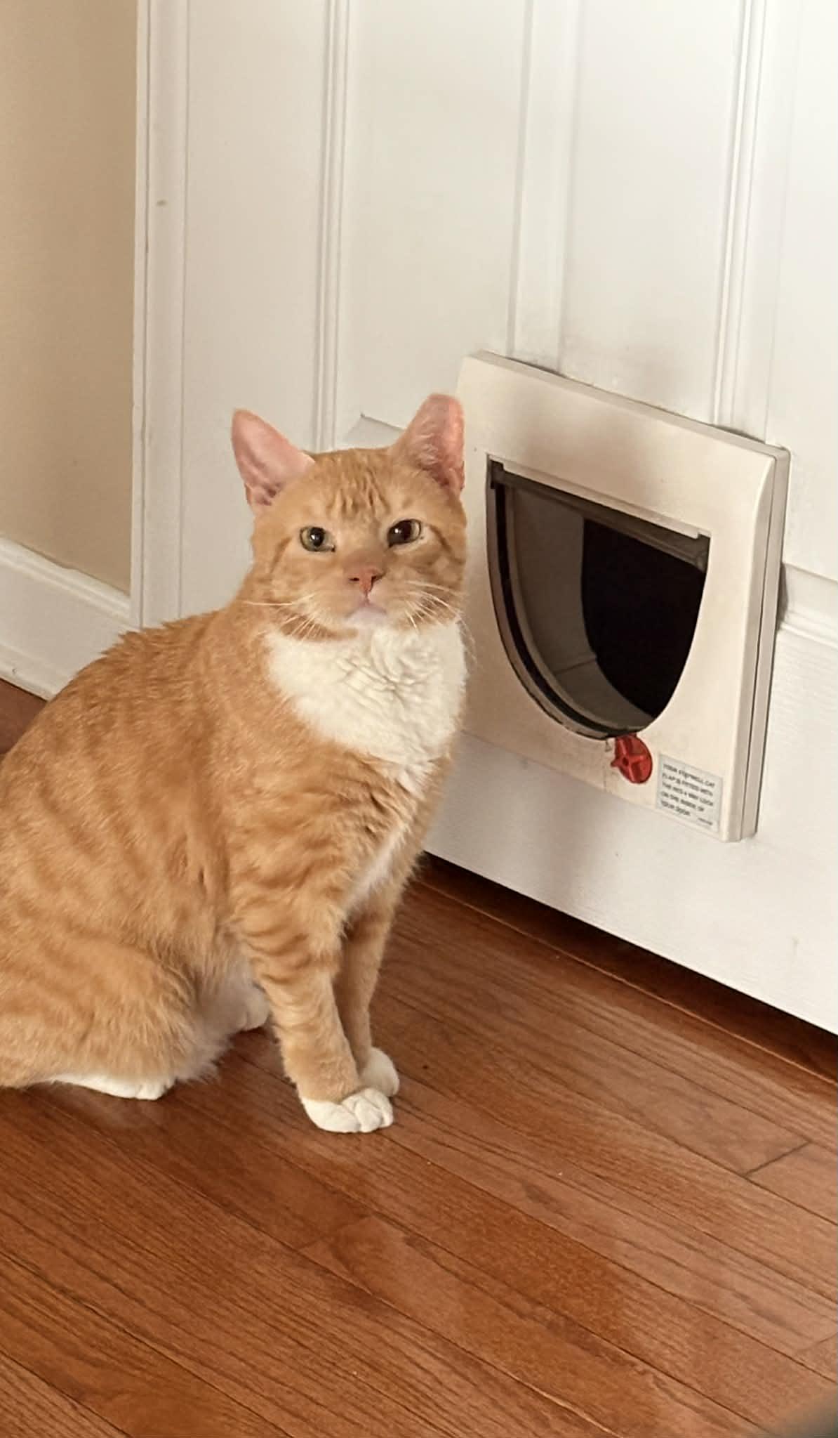 Enlarge Biscuit (foster cat), a Adopted American Shorthair in Gettysburg, PA image 1/3
