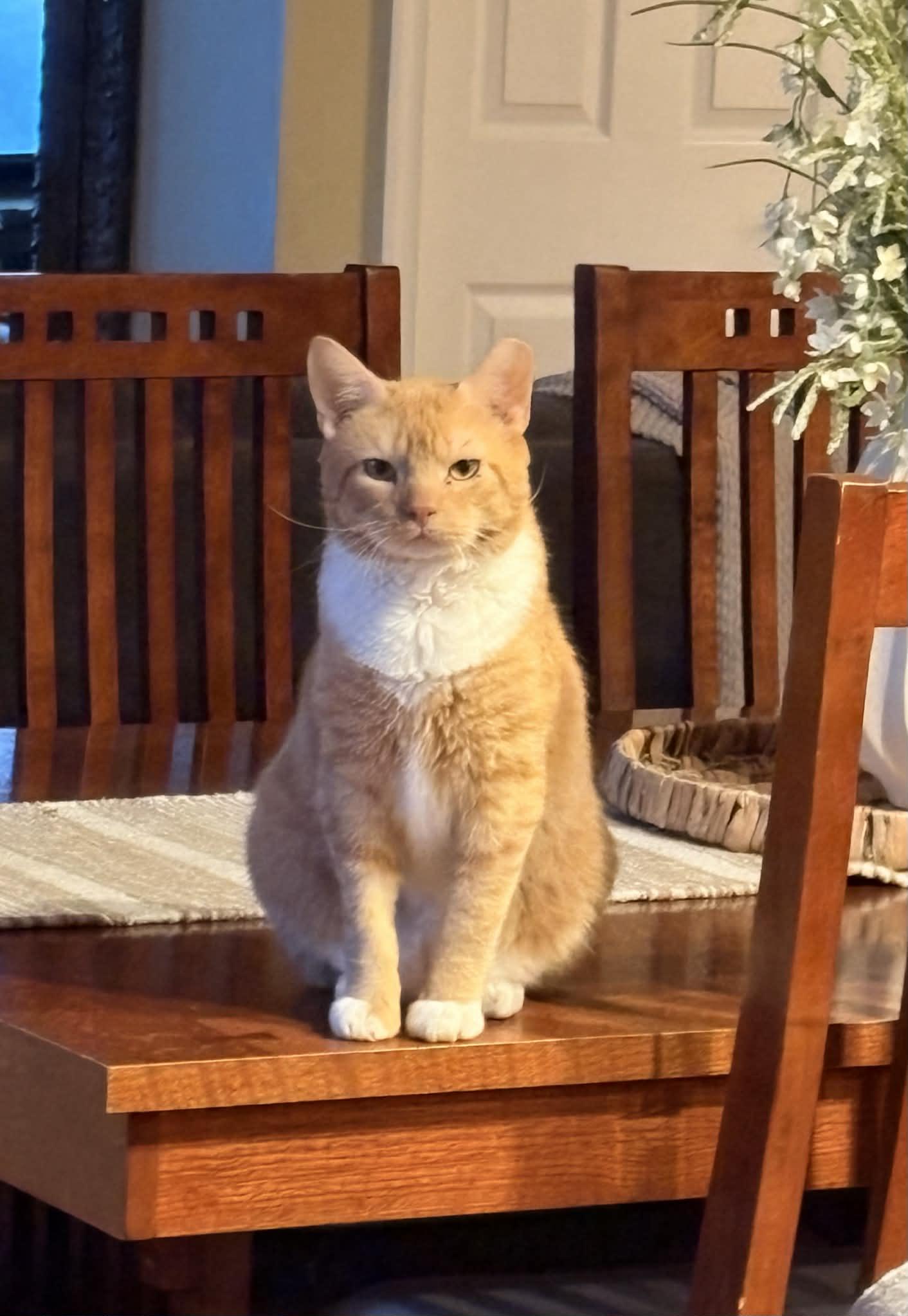 Enlarge Biscuit (foster cat), a Adopted American Shorthair in Gettysburg, PA image 2/3