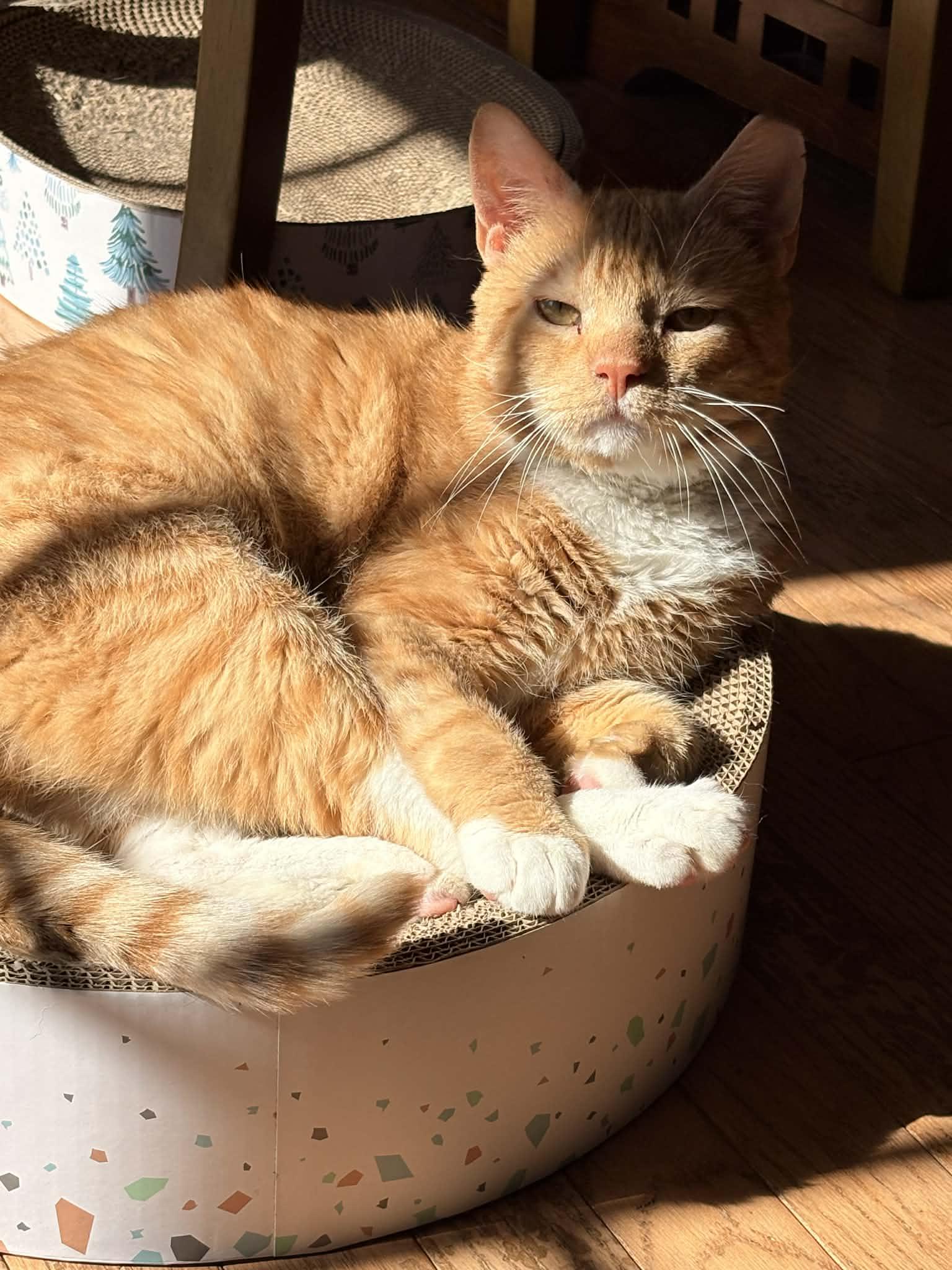 Enlarge Biscuit (foster cat), a Adopted American Shorthair in Gettysburg, PA image 3/3