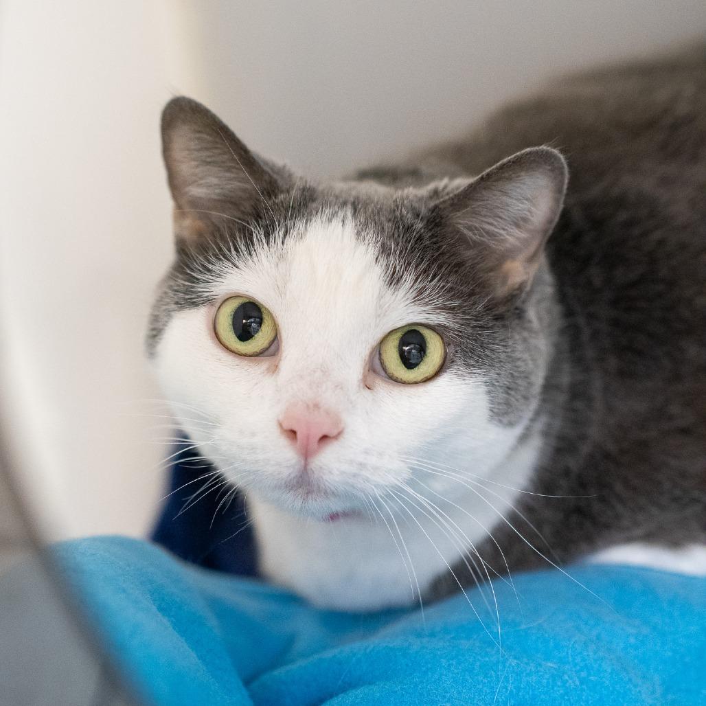 Enlarge Sandra, a Adoptable Domestic Short Hair in Albuquerque, NM image 1/2